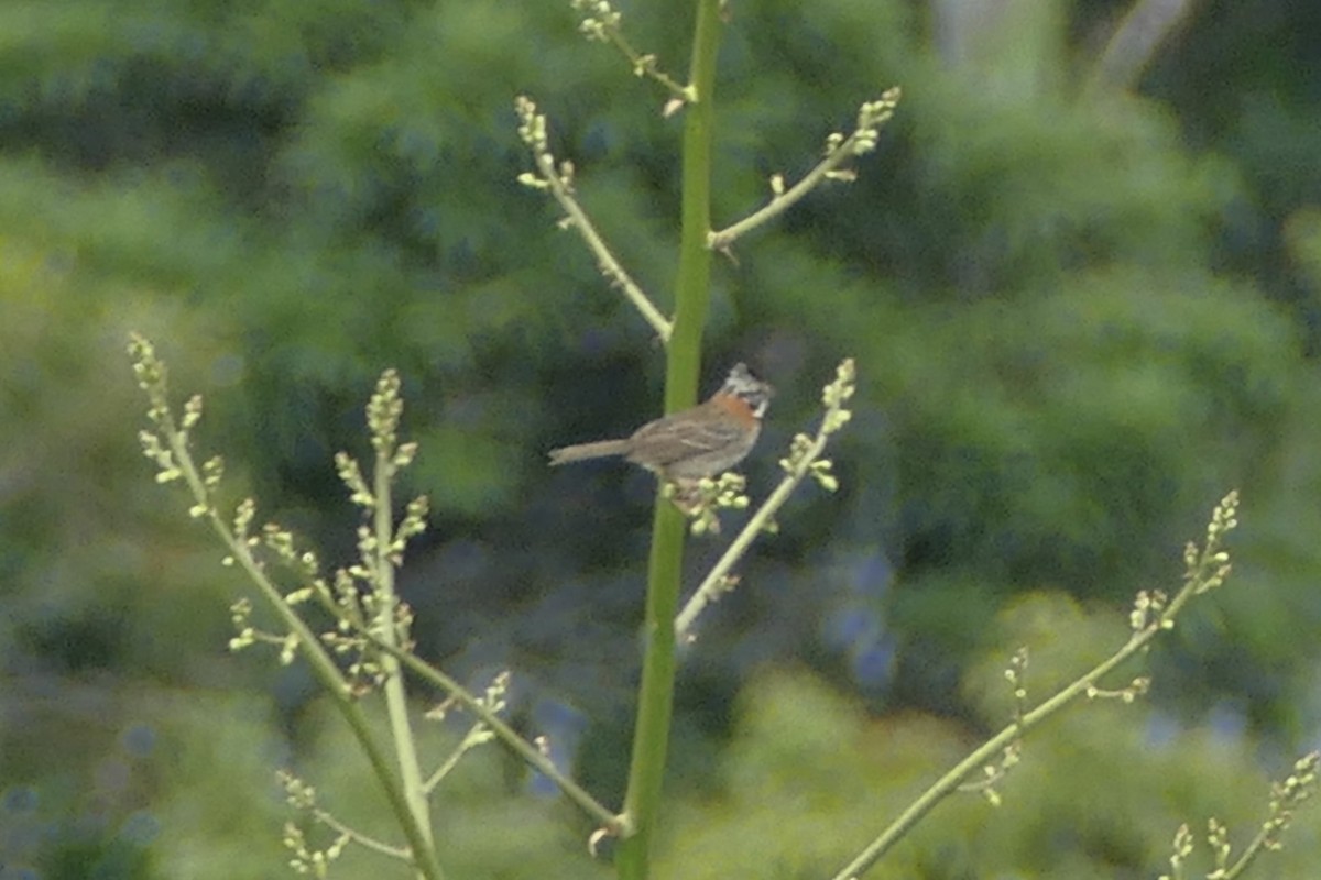 Rufous-collared Sparrow - Peter Kaestner