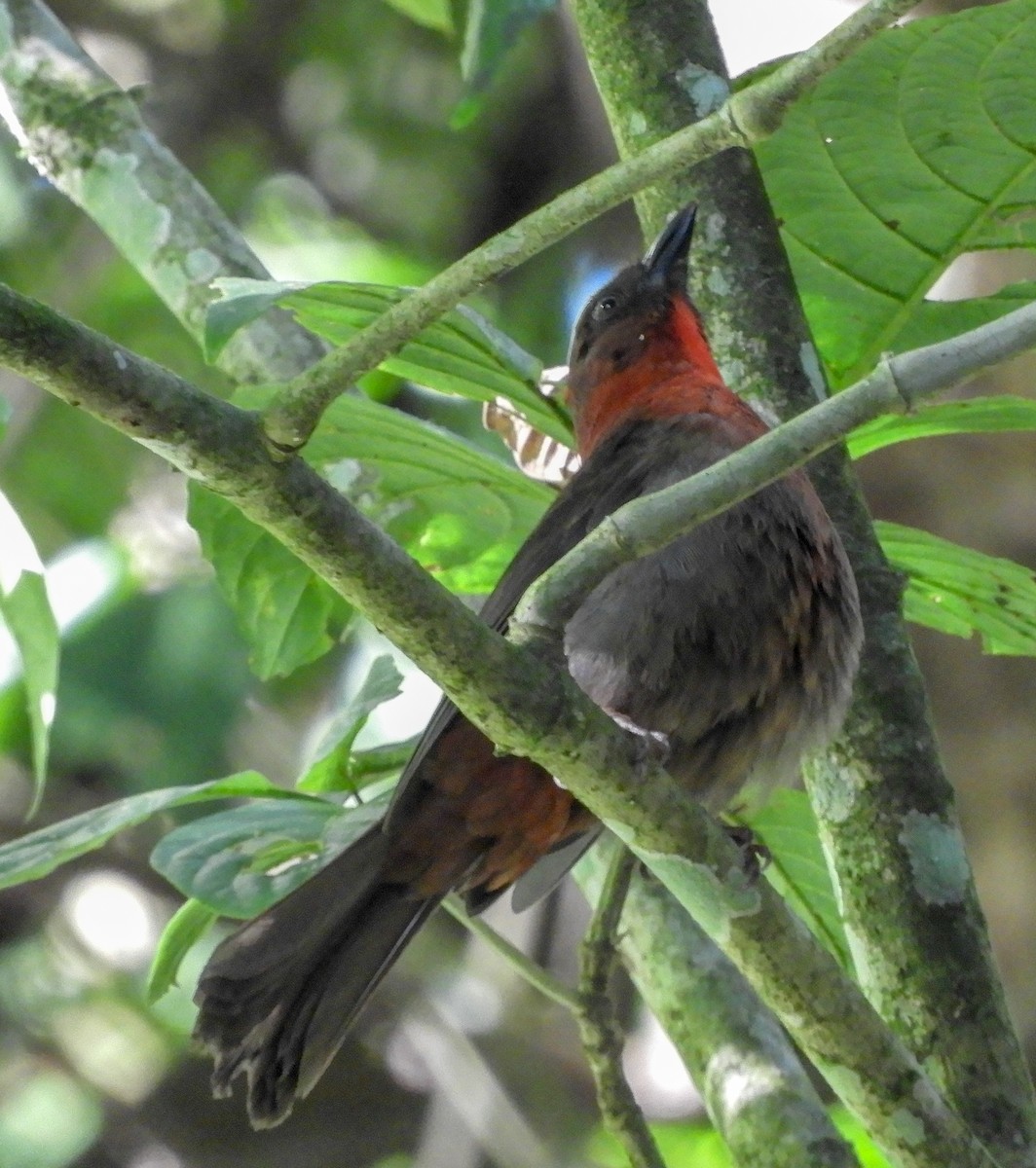 Red-throated Ant-Tanager - Ken Schneider