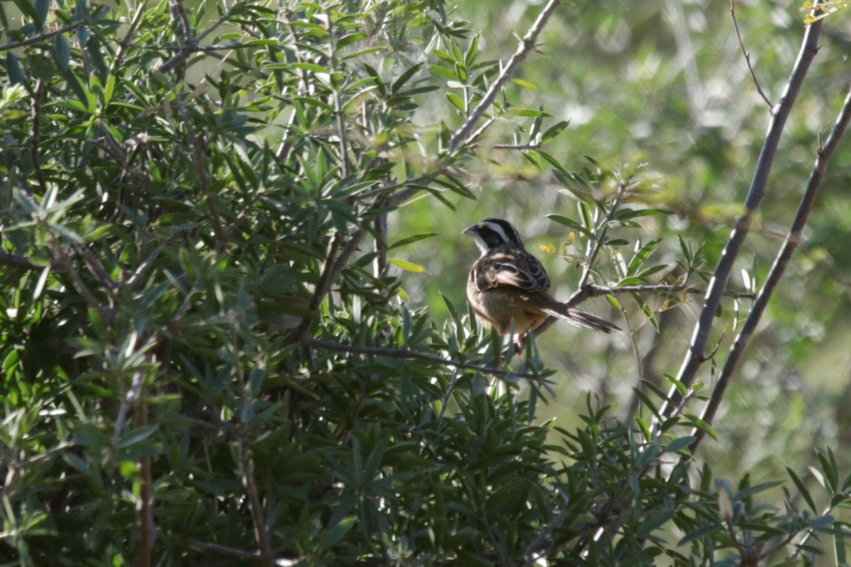 Stripe-headed Sparrow - ML137053021