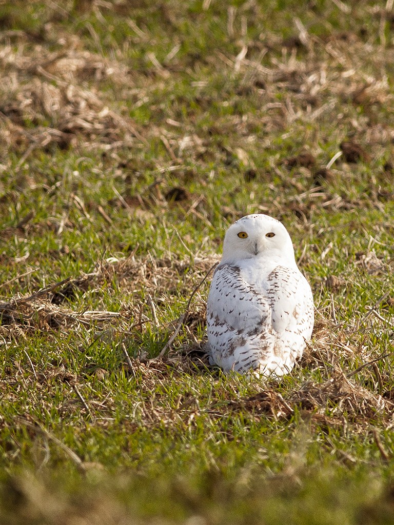 Snowy Owl - ML137056181