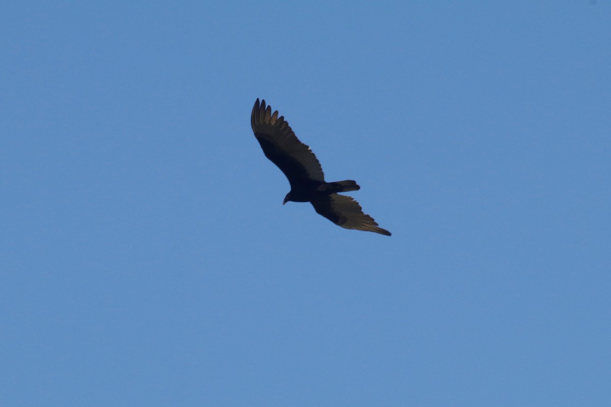 Turkey Vulture (Northern) - ML137056631