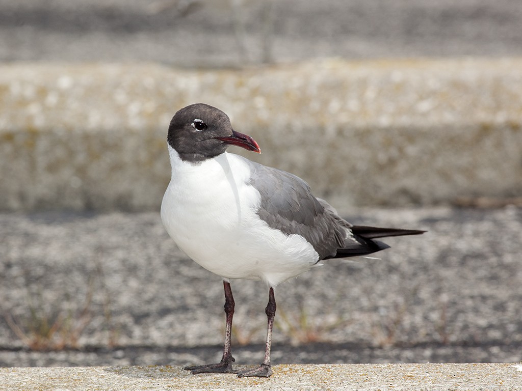 Laughing Gull - Anonymous