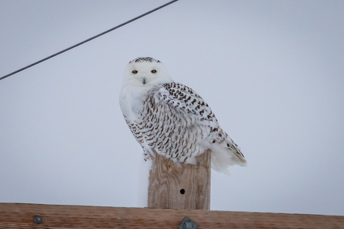 Snowy Owl - ML137061061