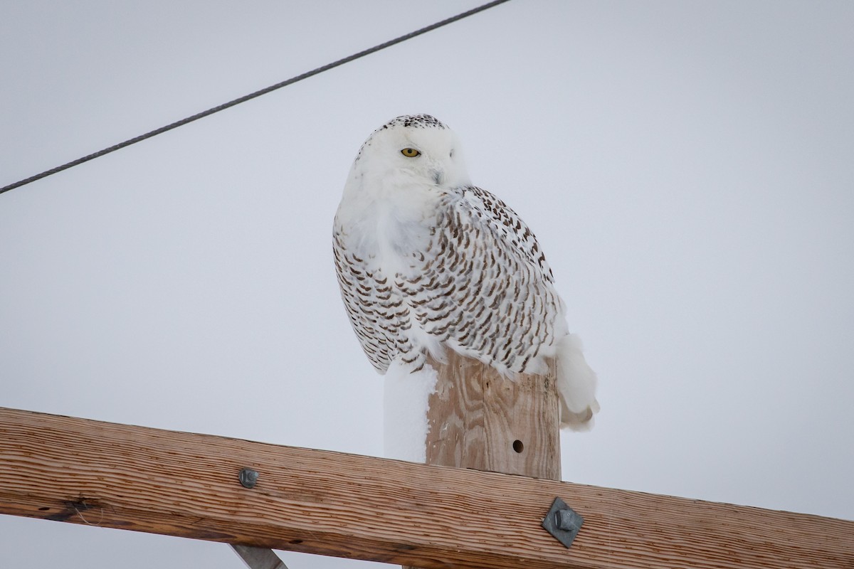 Snowy Owl - ML137061111
