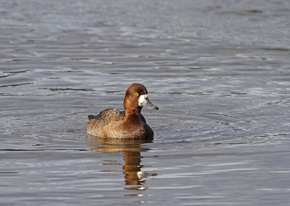 Greater Scaup - Marie O'Shaughnessy