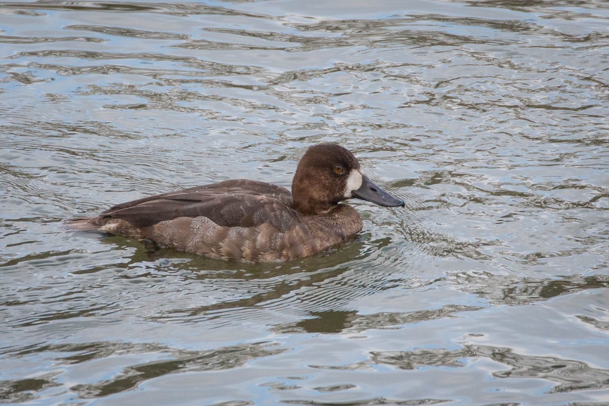 Greater Scaup - Tanner Martin