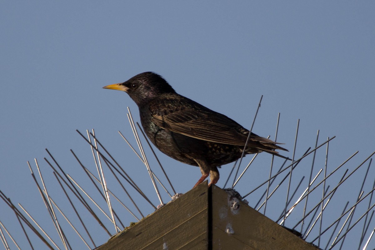 European Starling - Lindy Fung