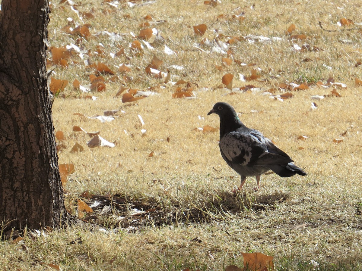 Rock Pigeon (Feral Pigeon) - Chandler Sonafrank