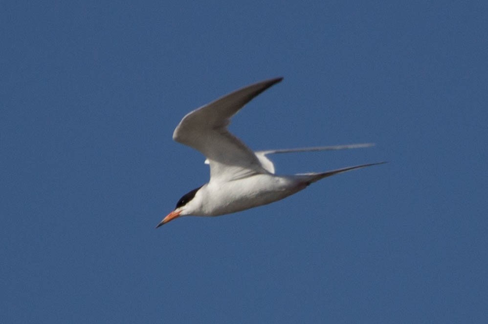Forster's Tern - Lindy Fung
