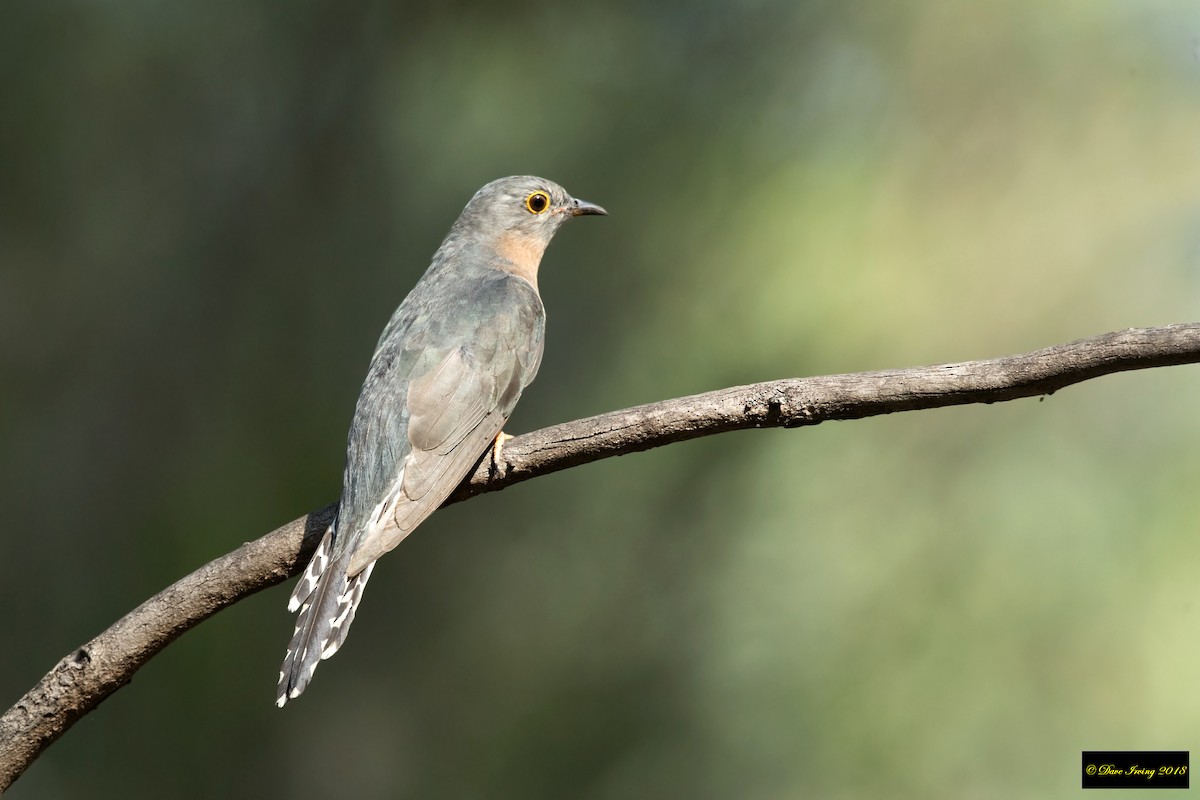 Fan-tailed Cuckoo - ML137069231