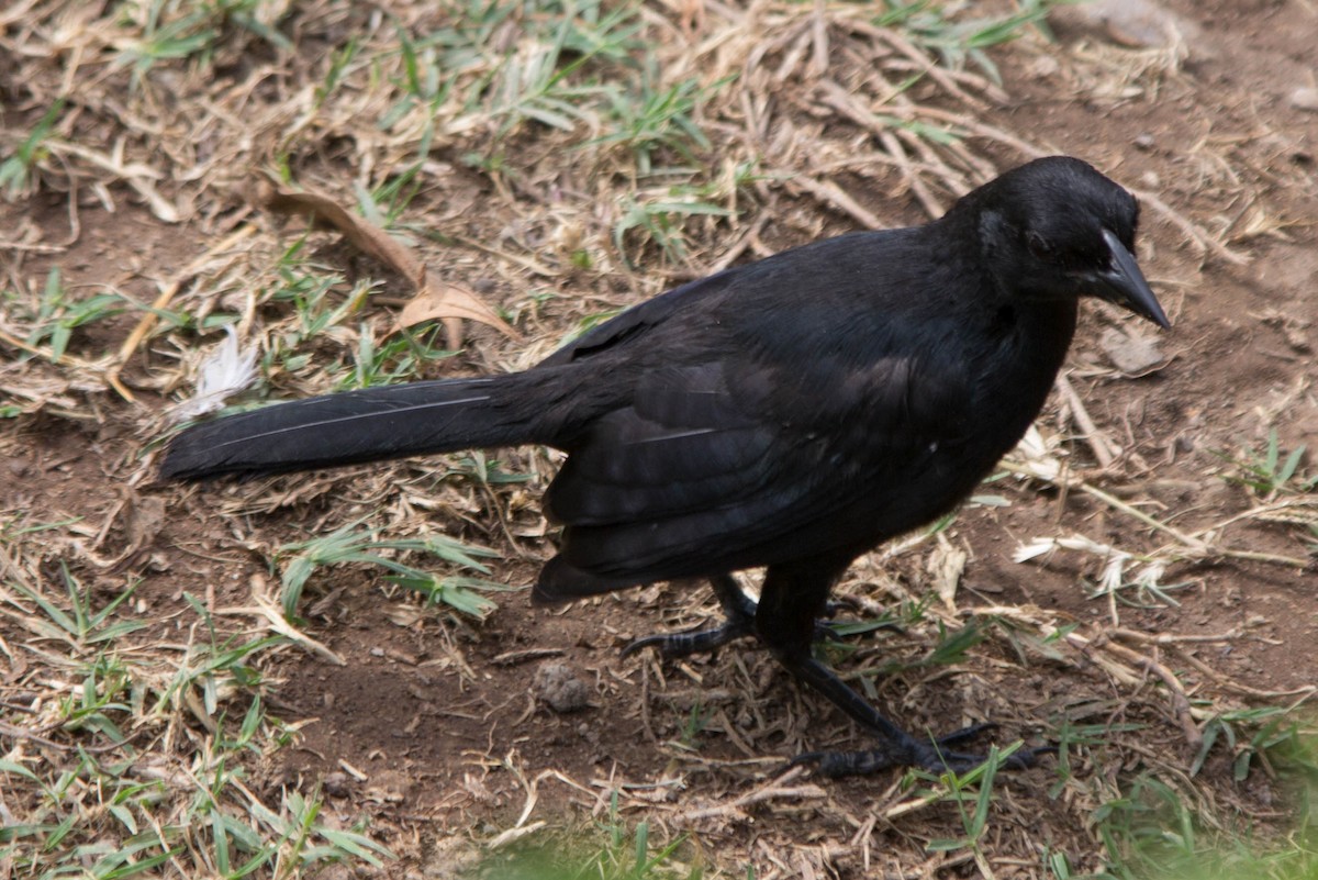 Scrub Blackbird - Lindy Fung