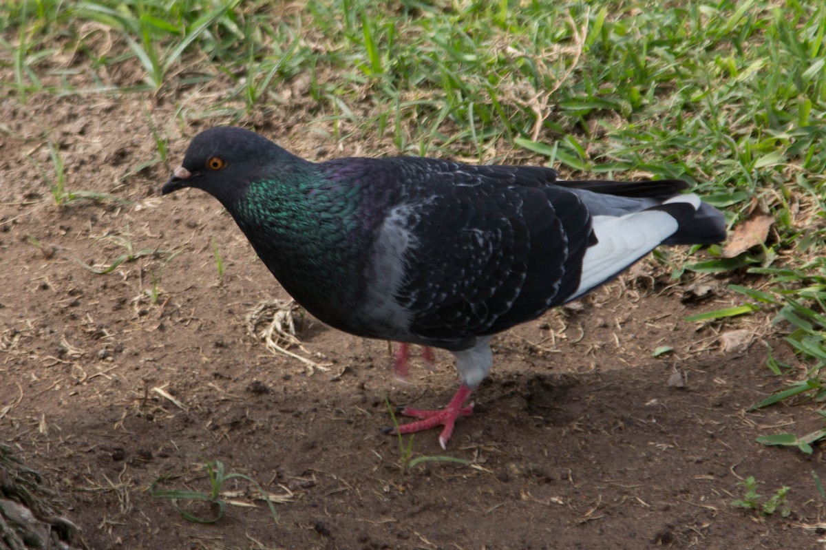 Rock Pigeon (Feral Pigeon) - Lindy Fung