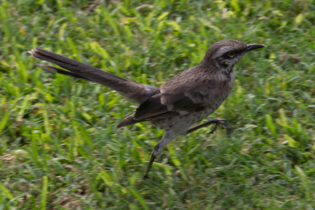 Long-tailed Mockingbird - Lindy Fung