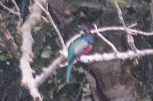 Blue-crowned Trogon - Lindy Fung