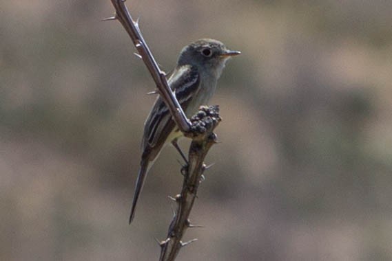 Gray Flycatcher - Lindy Fung