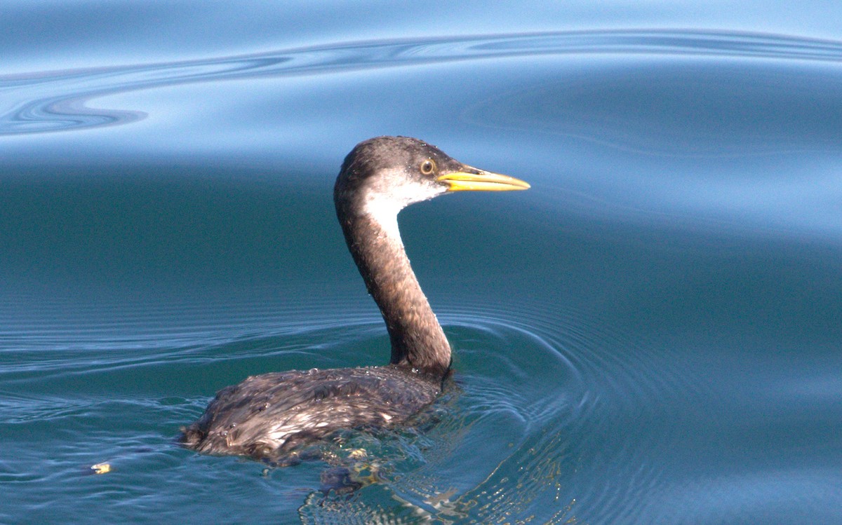 Red-necked Grebe - ML137073061