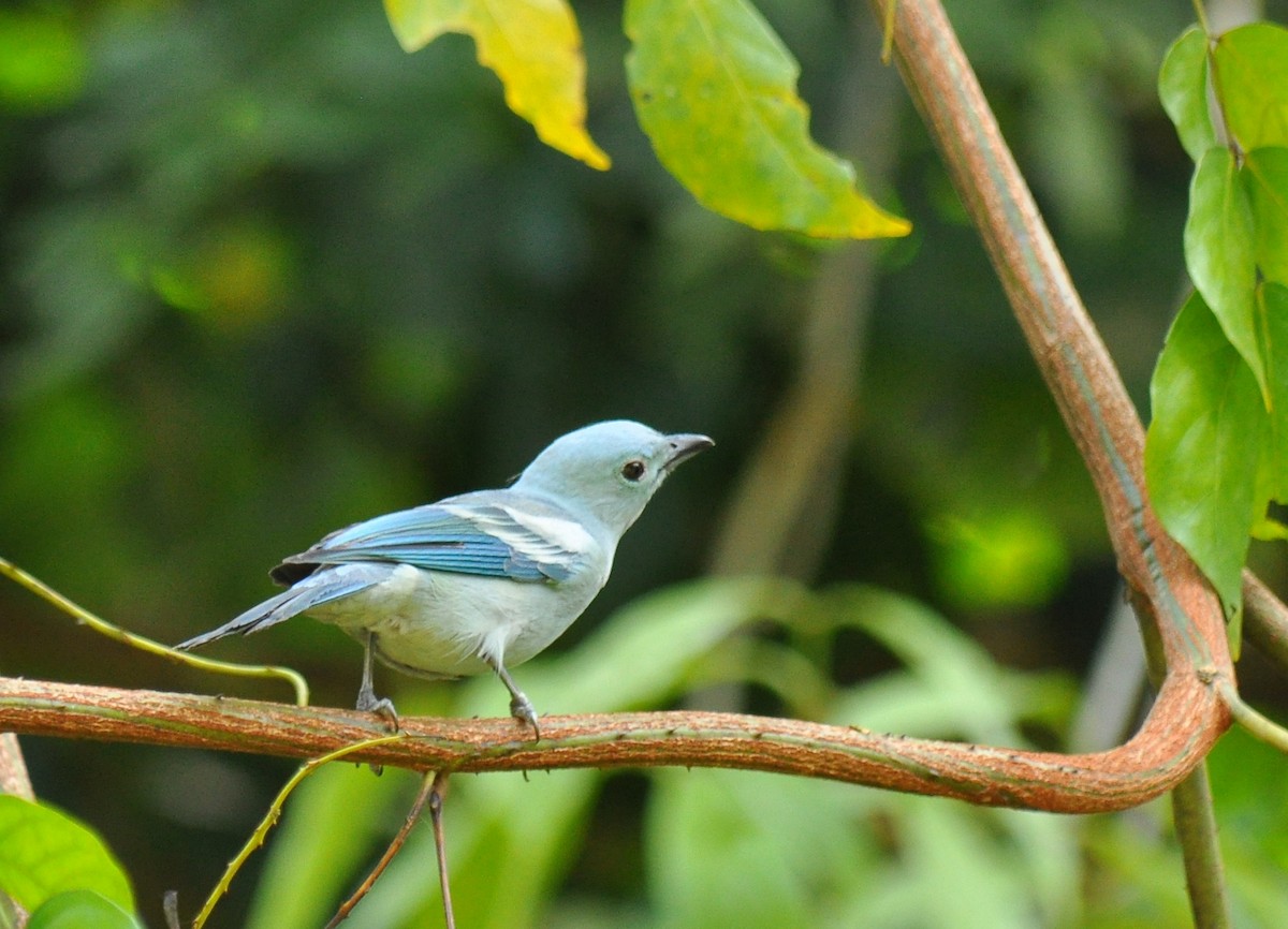 Blue-gray Tanager (White-edged) - Ryan O'Donnell