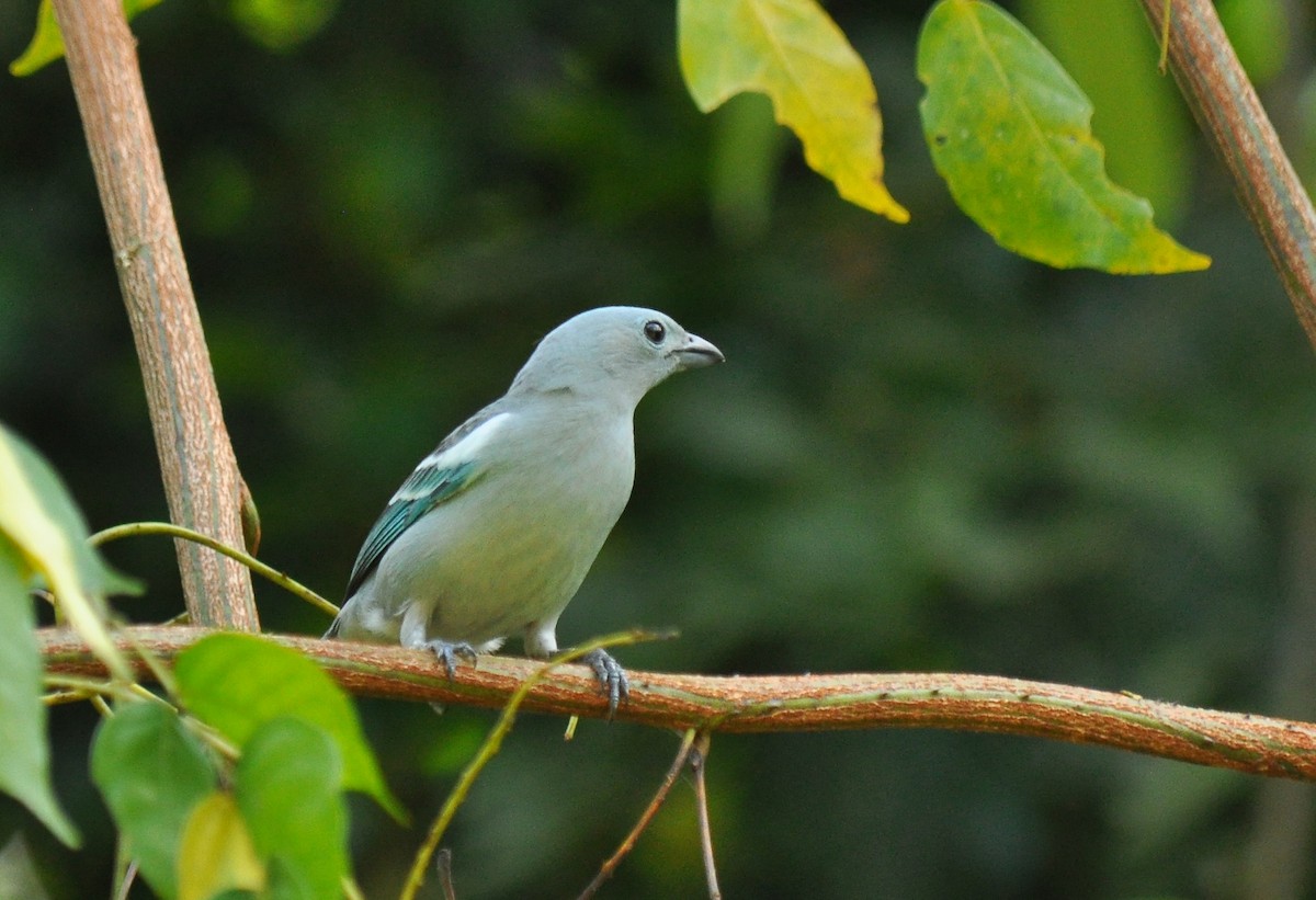 Blue-gray Tanager (White-edged) - Ryan O'Donnell