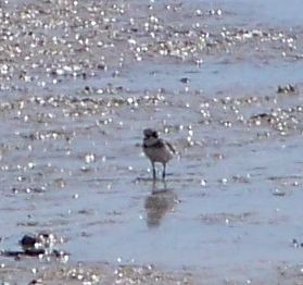 Semipalmated Plover - Eric Hough