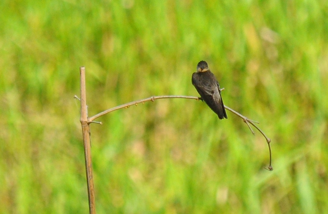 Southern Rough-winged Swallow - ML137079651