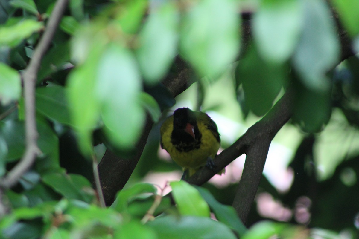 African Black-headed Oriole - Anonymous