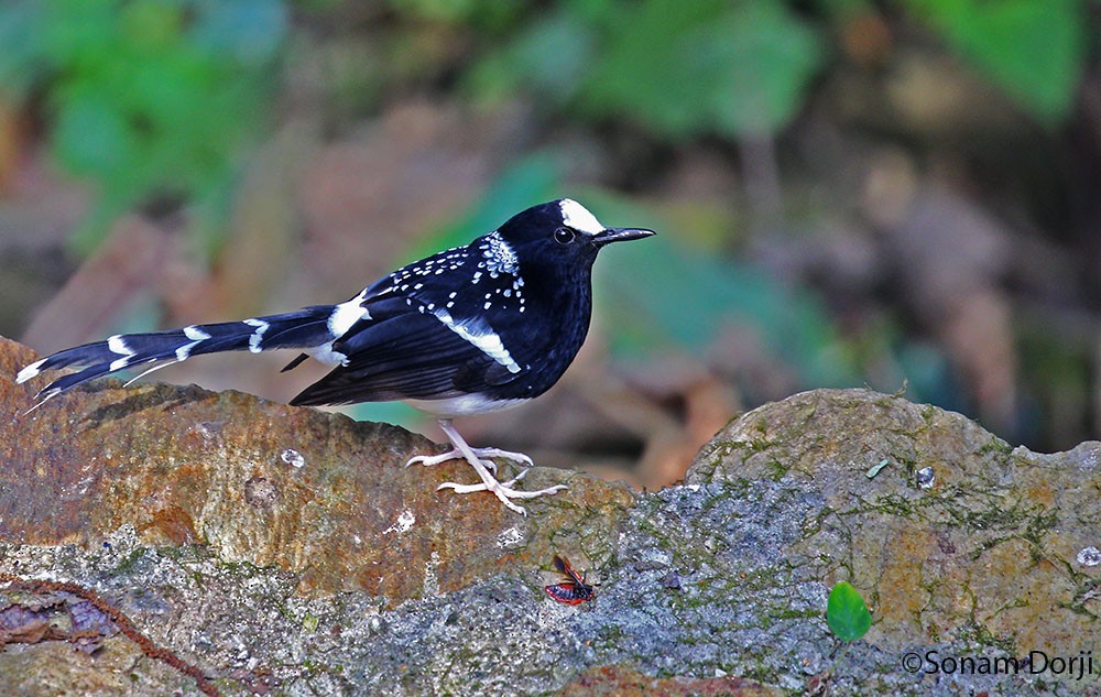 Spotted Forktail - ML137080571