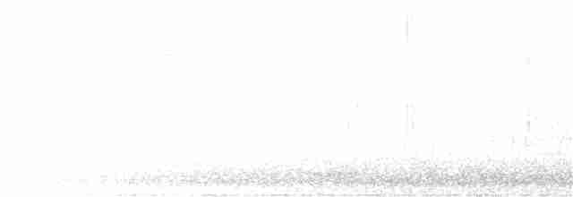 orel bělohlavý - ML137081651