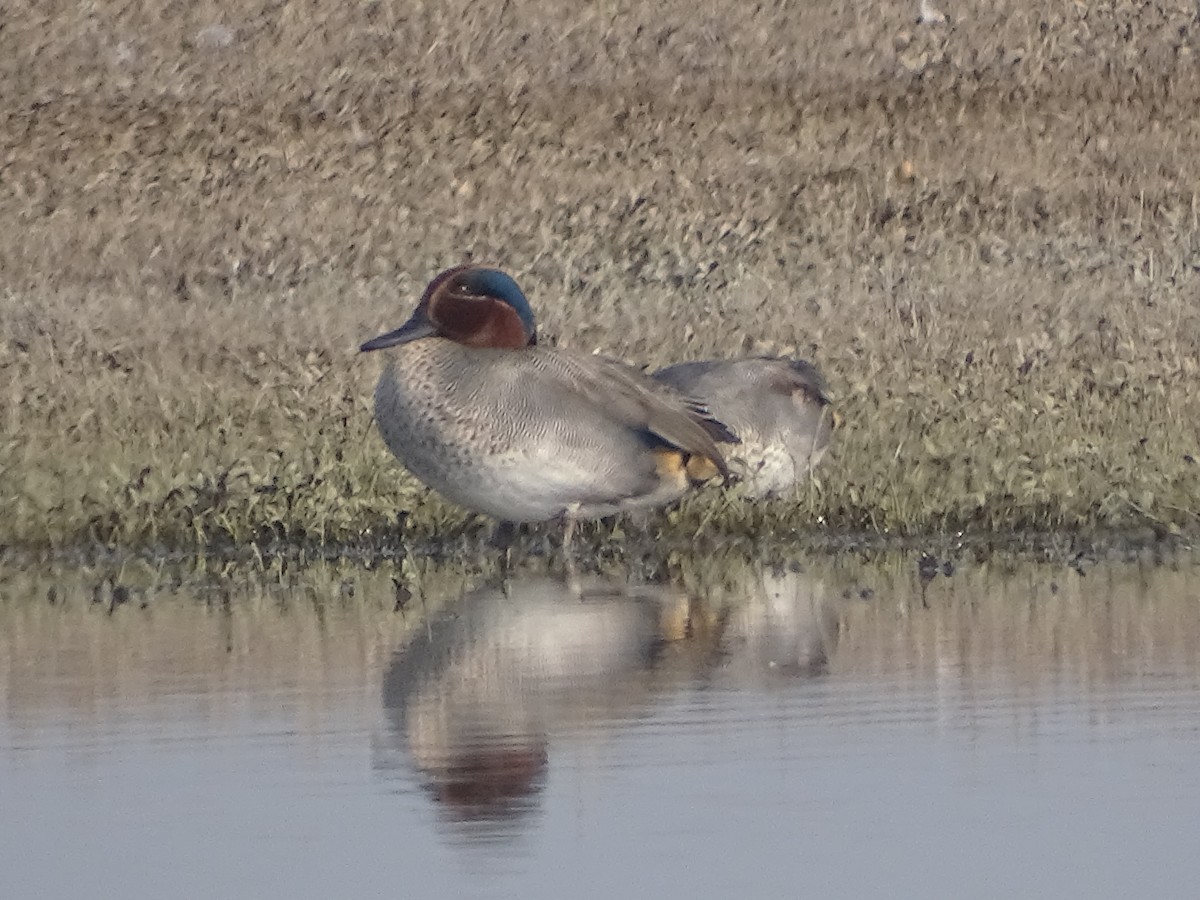 Green-winged Teal - ML137082091