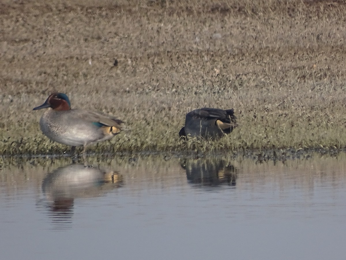 Green-winged Teal - ML137082101
