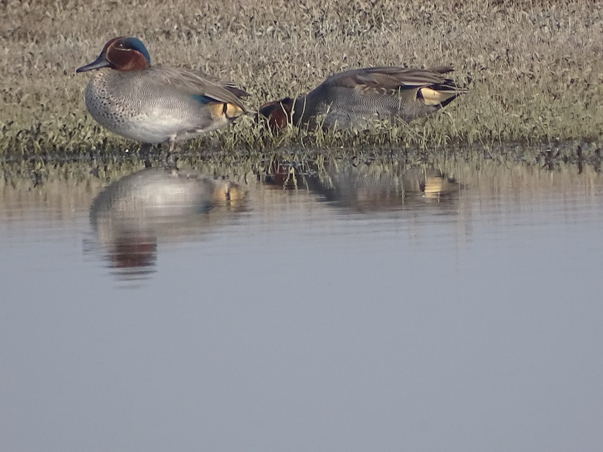 Green-winged Teal - ML137082111