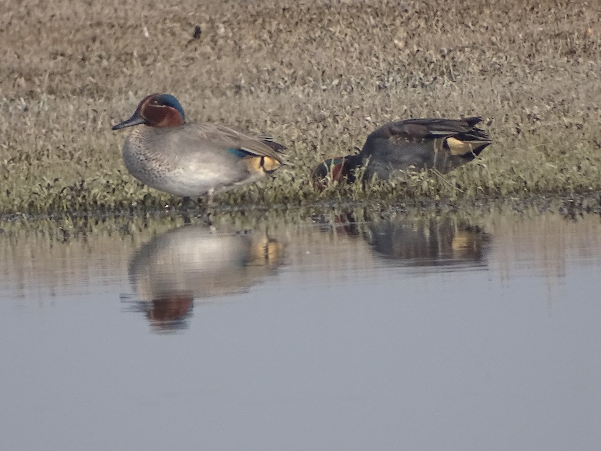 Green-winged Teal - ML137082121