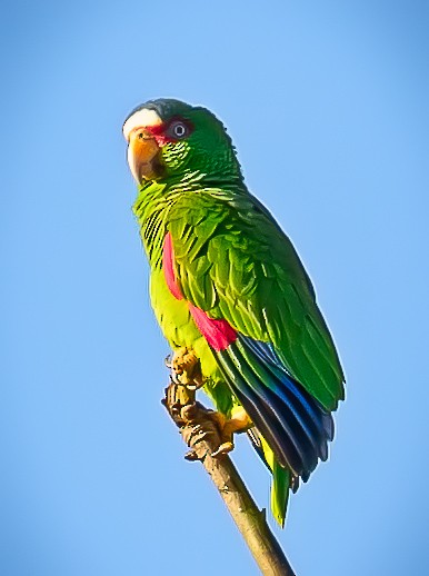 White-fronted Parrot - ML137083471