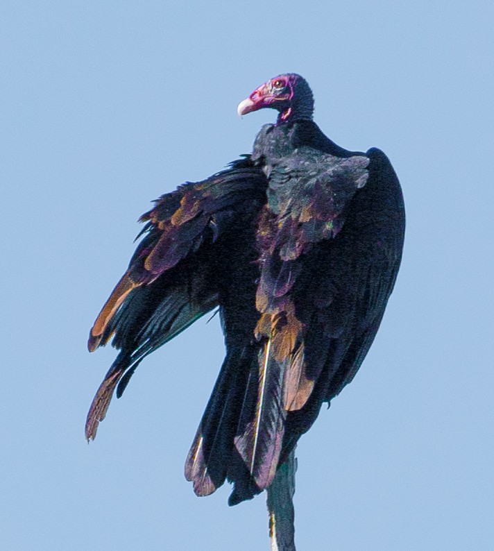 Turkey Vulture - Gordon Swobe