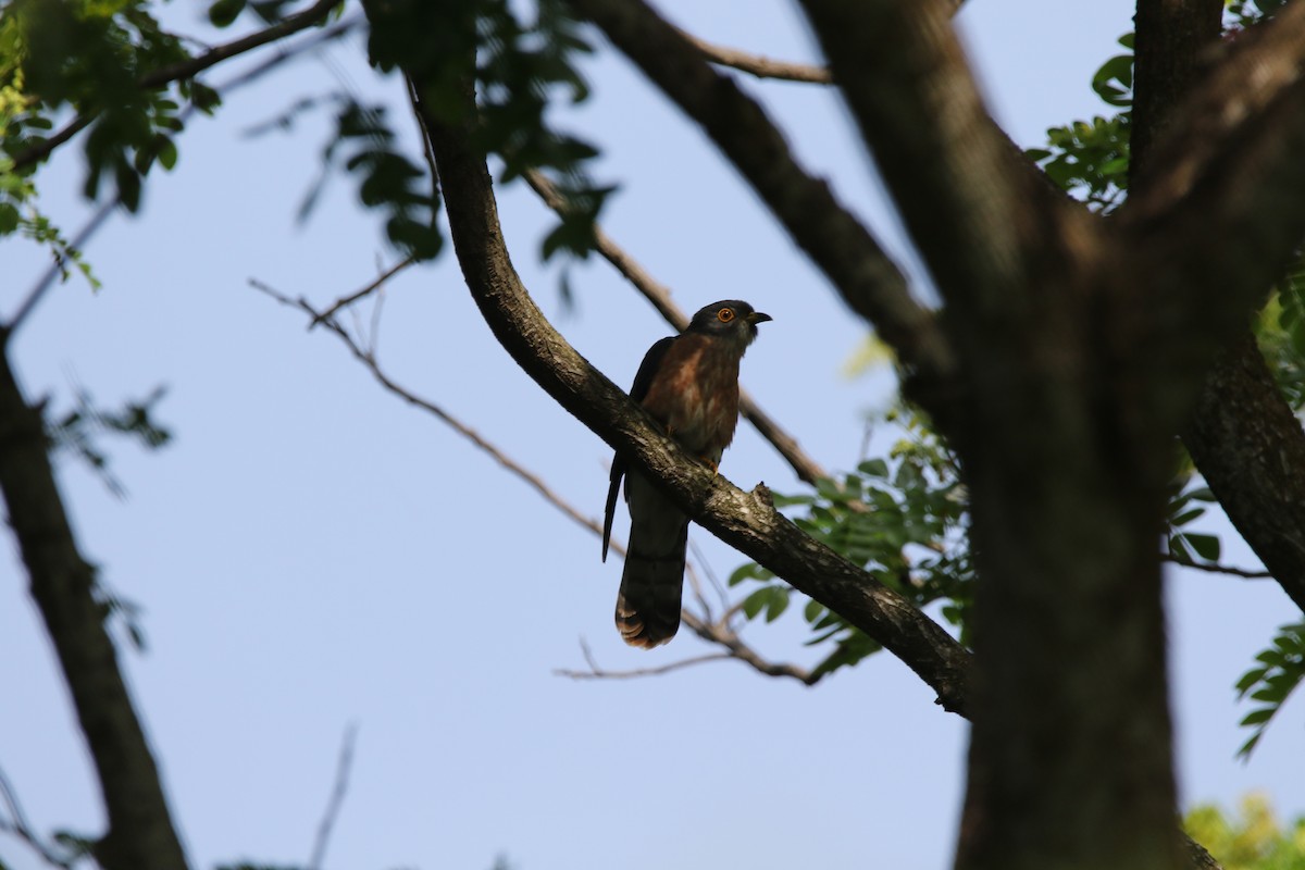 Hodgson's Hawk-Cuckoo - William Mahoney