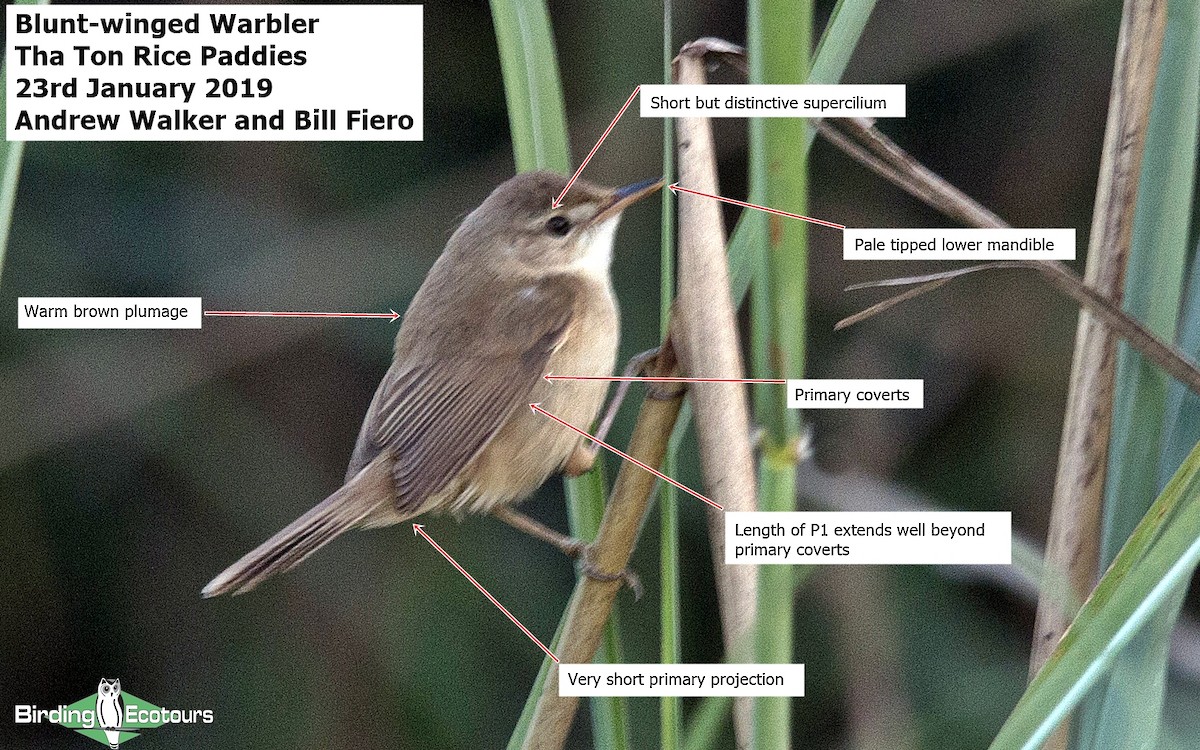 Blunt-winged Warbler - Andy Walker - Birding Ecotours