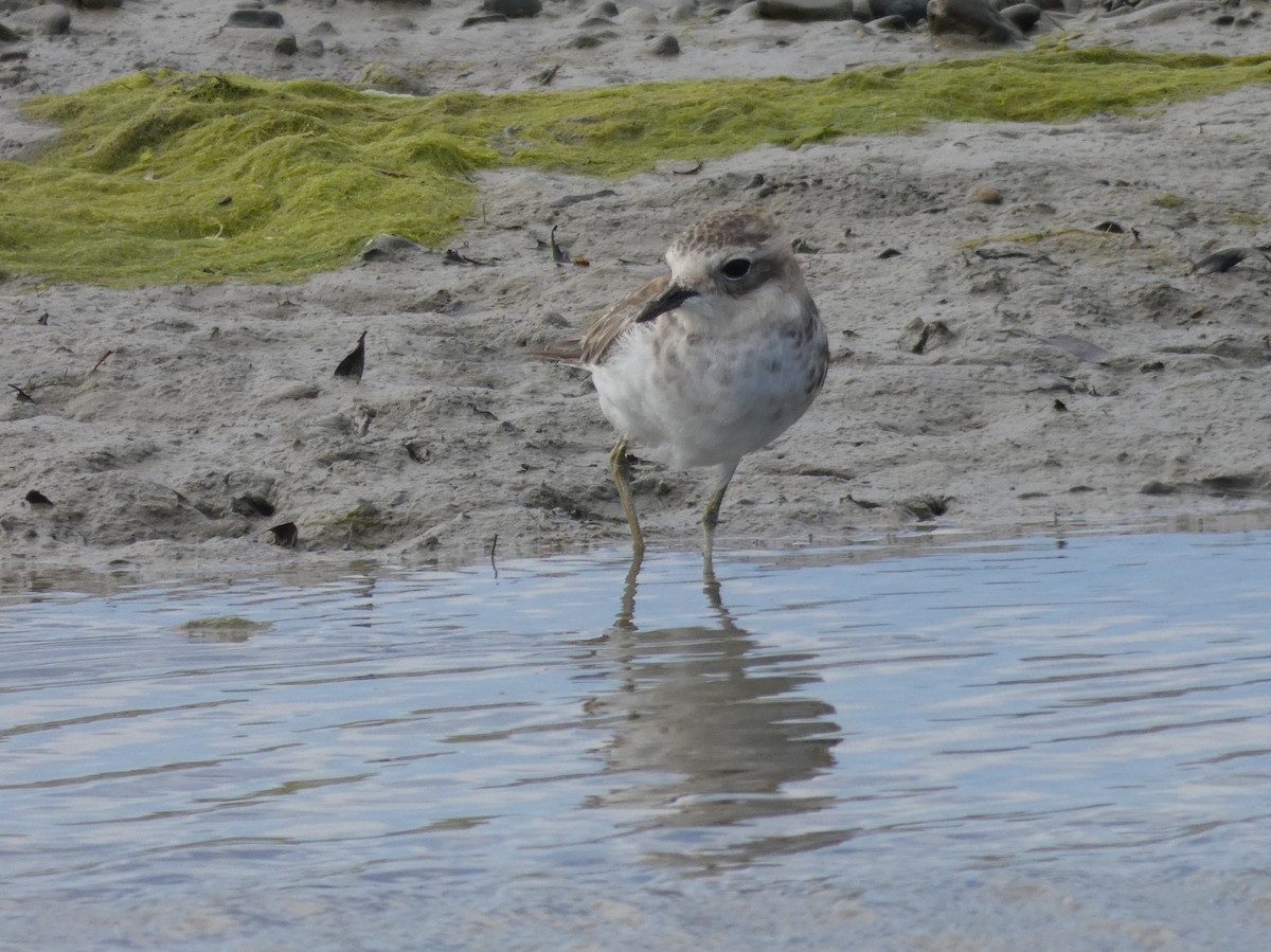 Double-banded Plover - Janet Burton