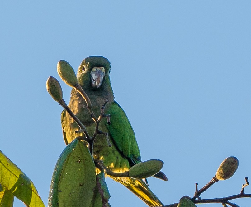 Olive-throated Parakeet - ML137087551