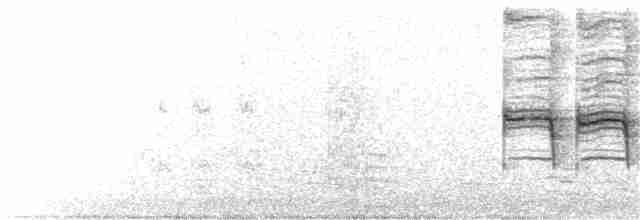 Grallina Australiana - ML137088521