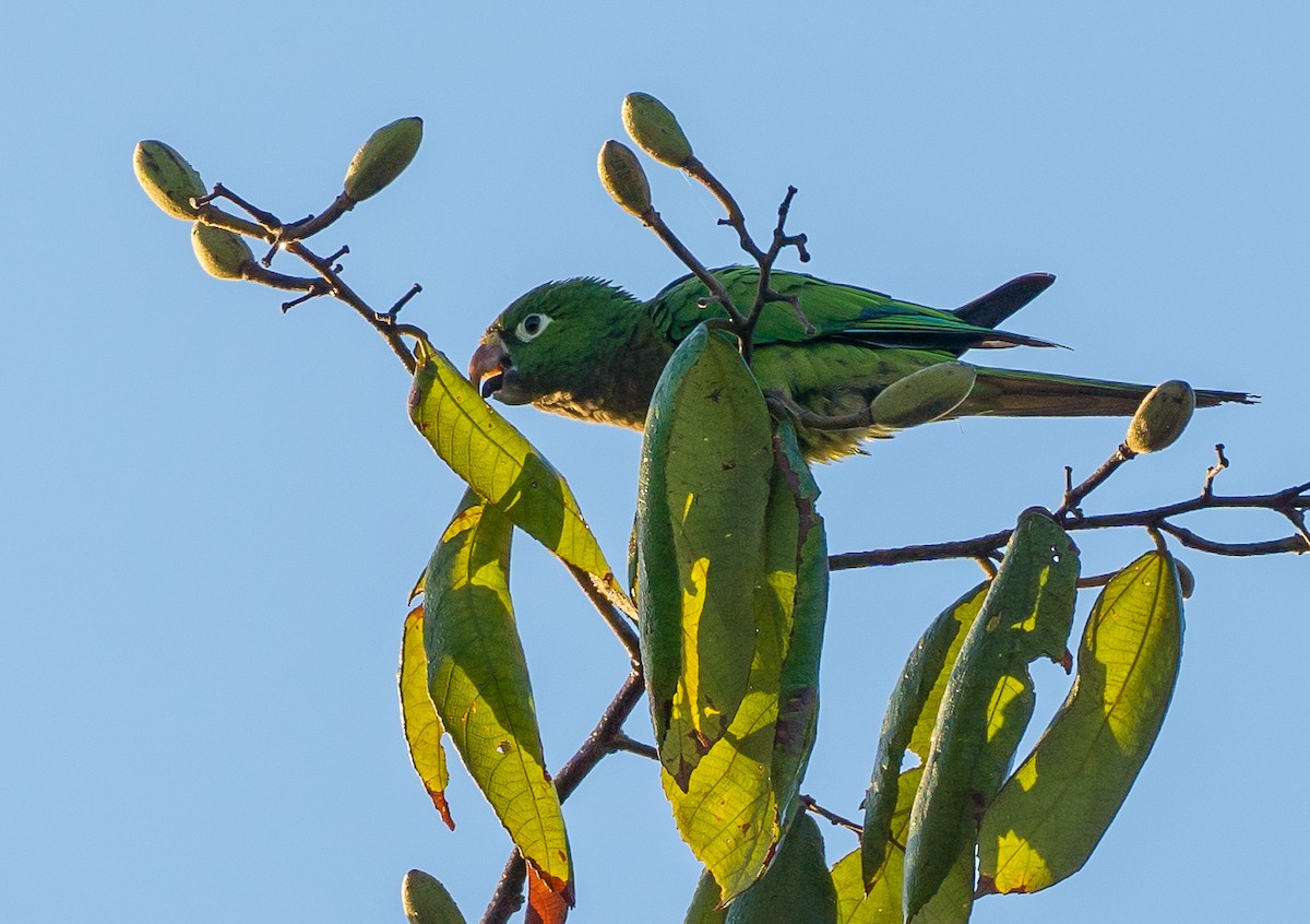 Olive-throated Parakeet - Gordon Swobe