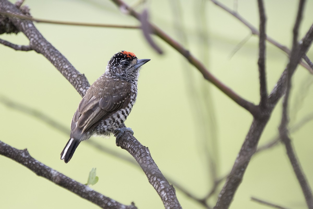 White-barred Piculet - ML137092511