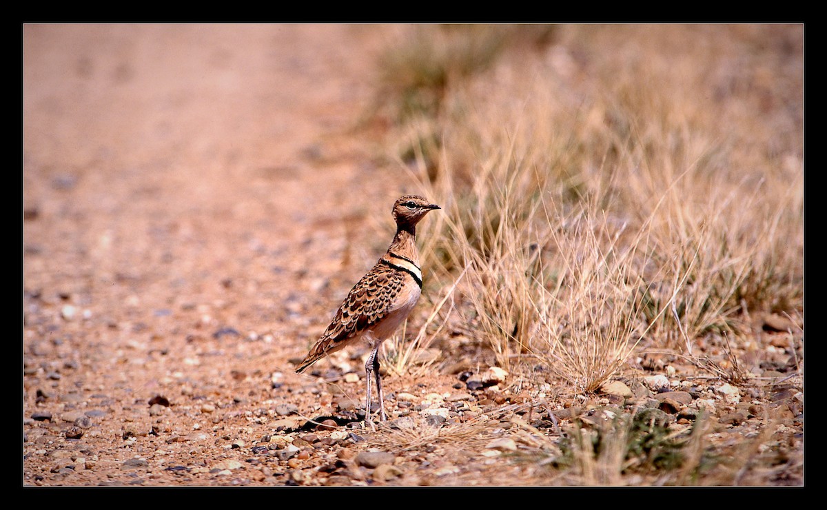 Double-banded Courser - David Massie