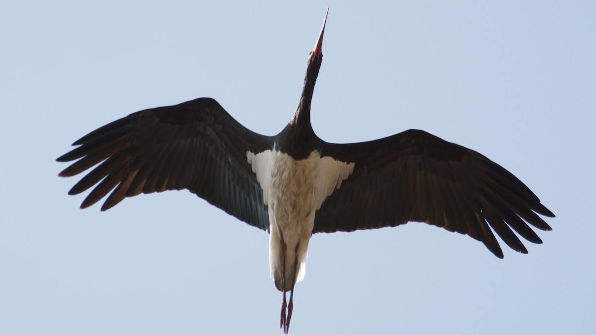 Black Stork - Akshay Shinde