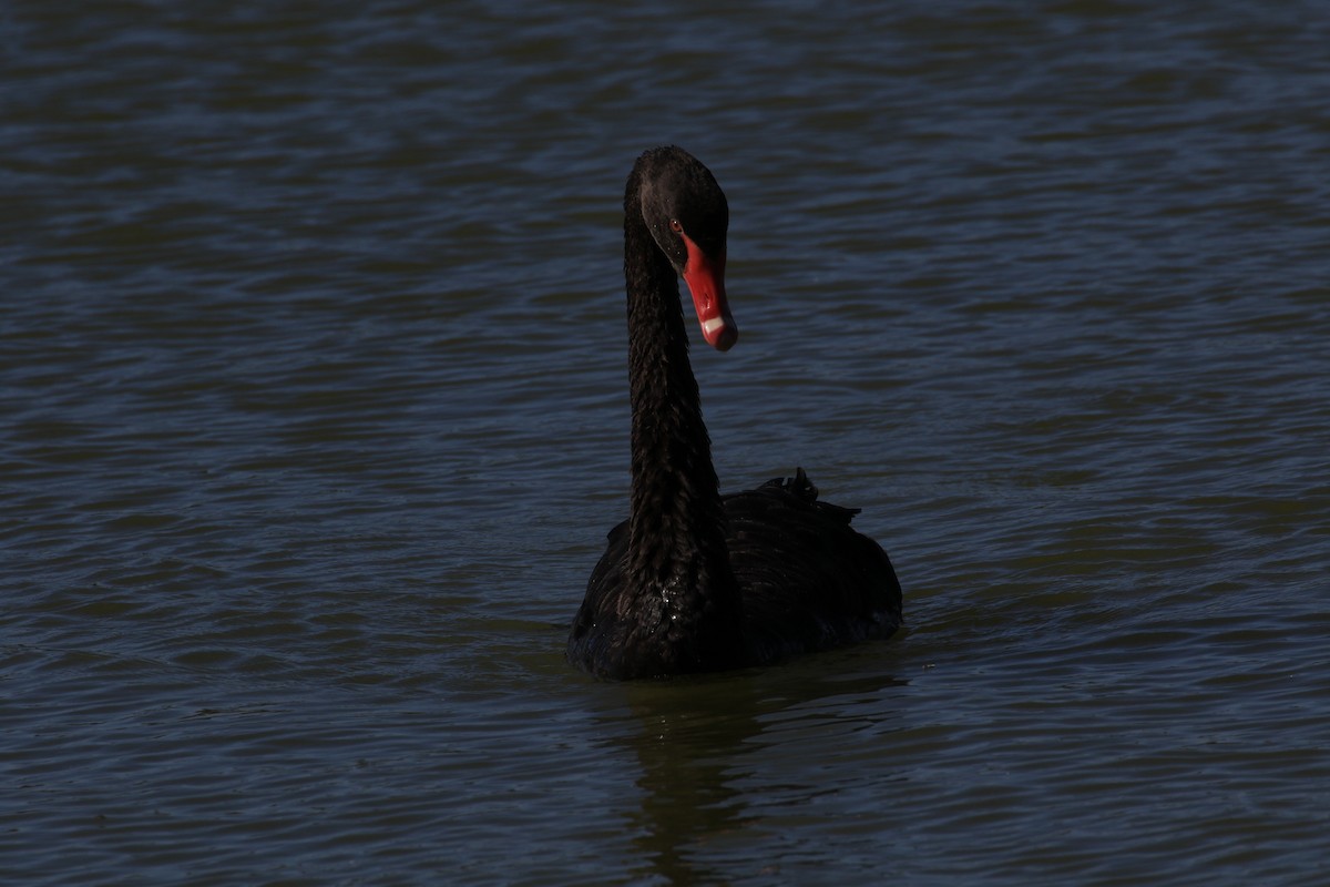 Black Swan - ML137094861
