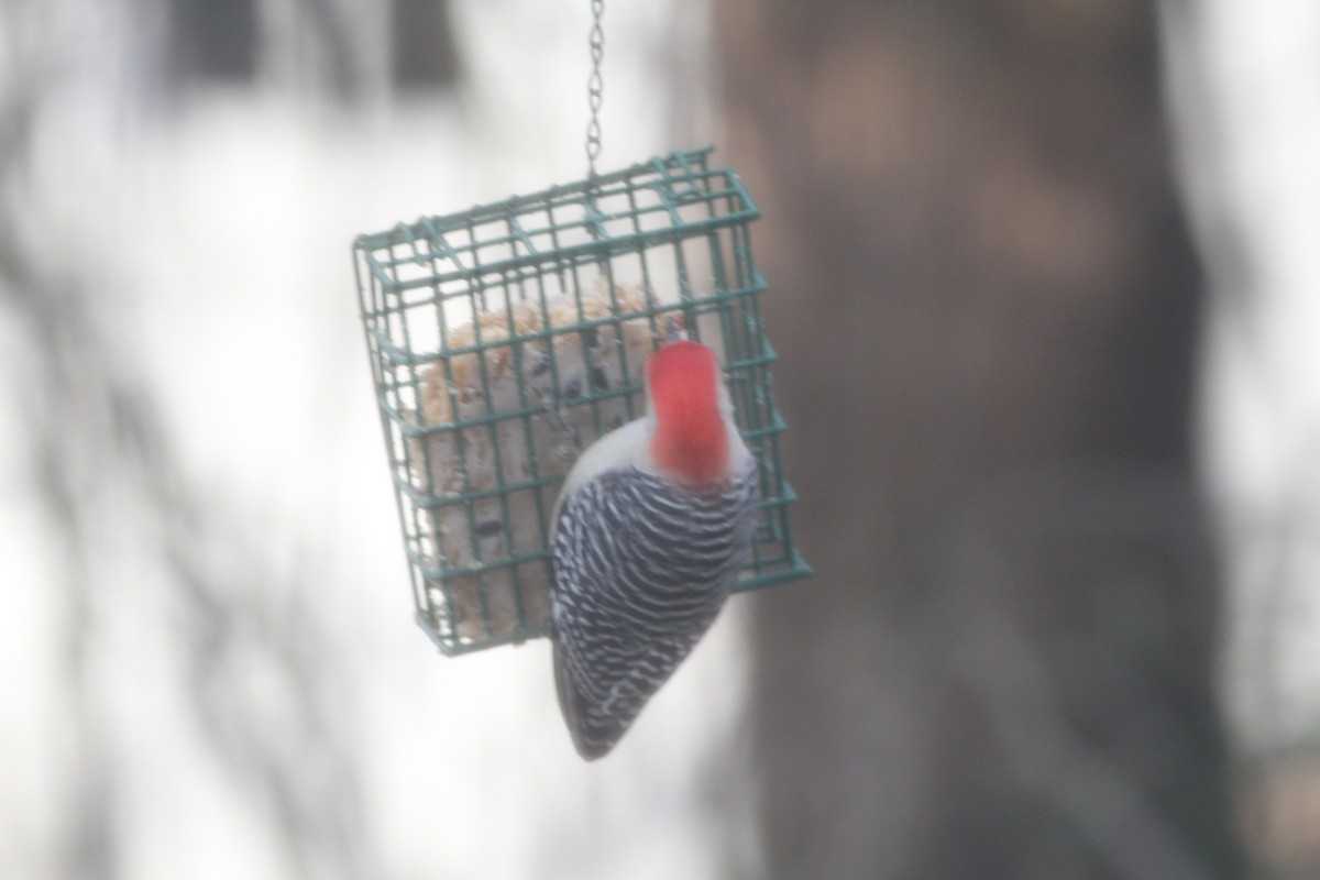 Red-bellied Woodpecker - ML137095131