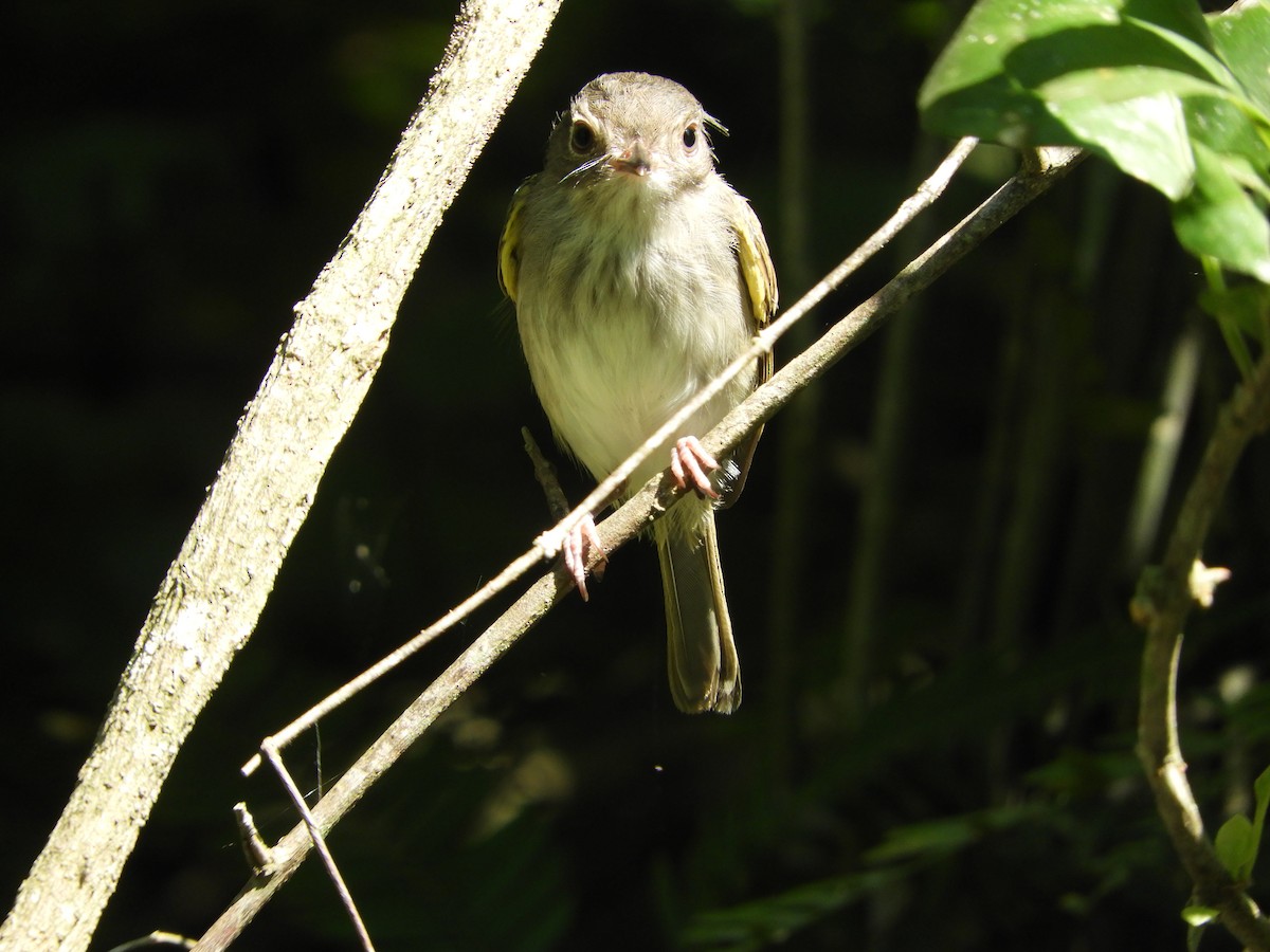 Pearly-vented Tody-Tyrant - Silvia Enggist