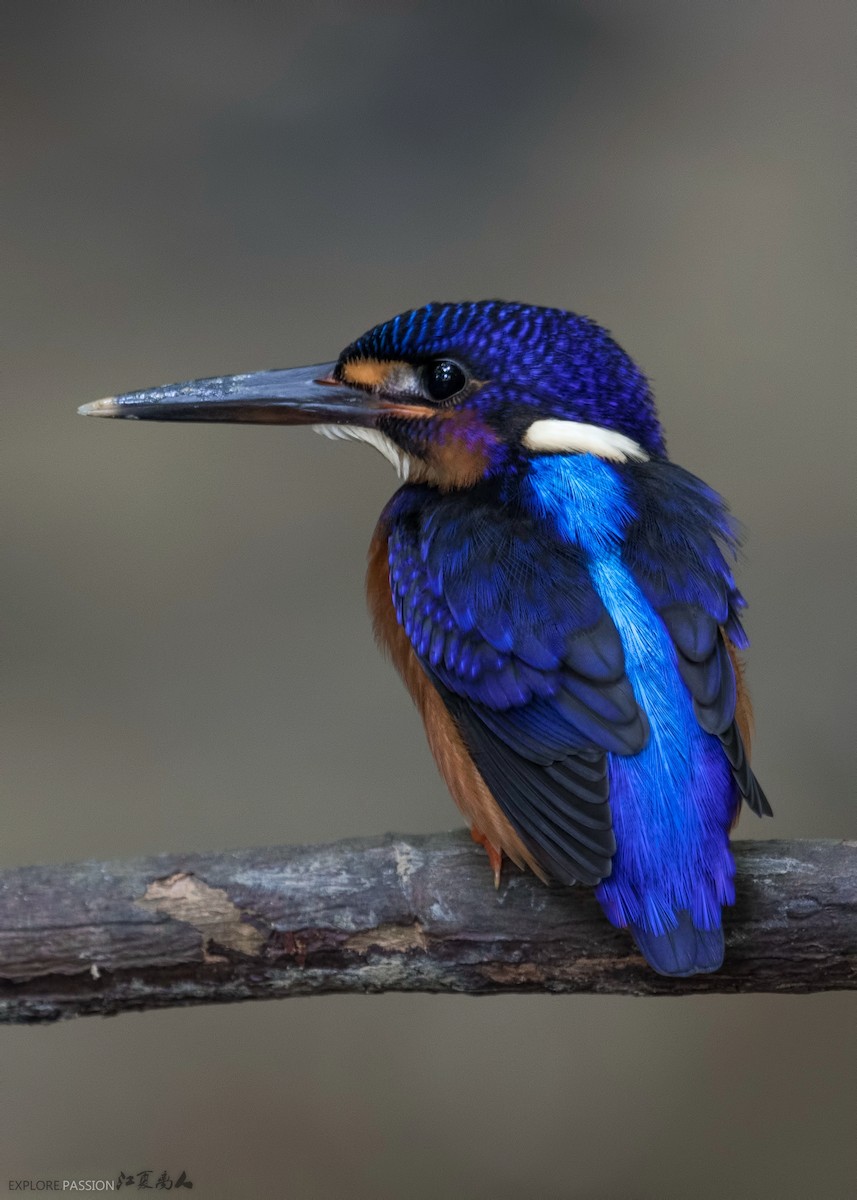Blue-eared Kingfisher - ML137095761