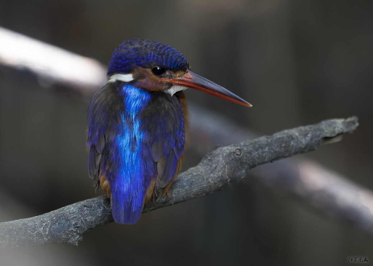 Blue-eared Kingfisher - ML137095771