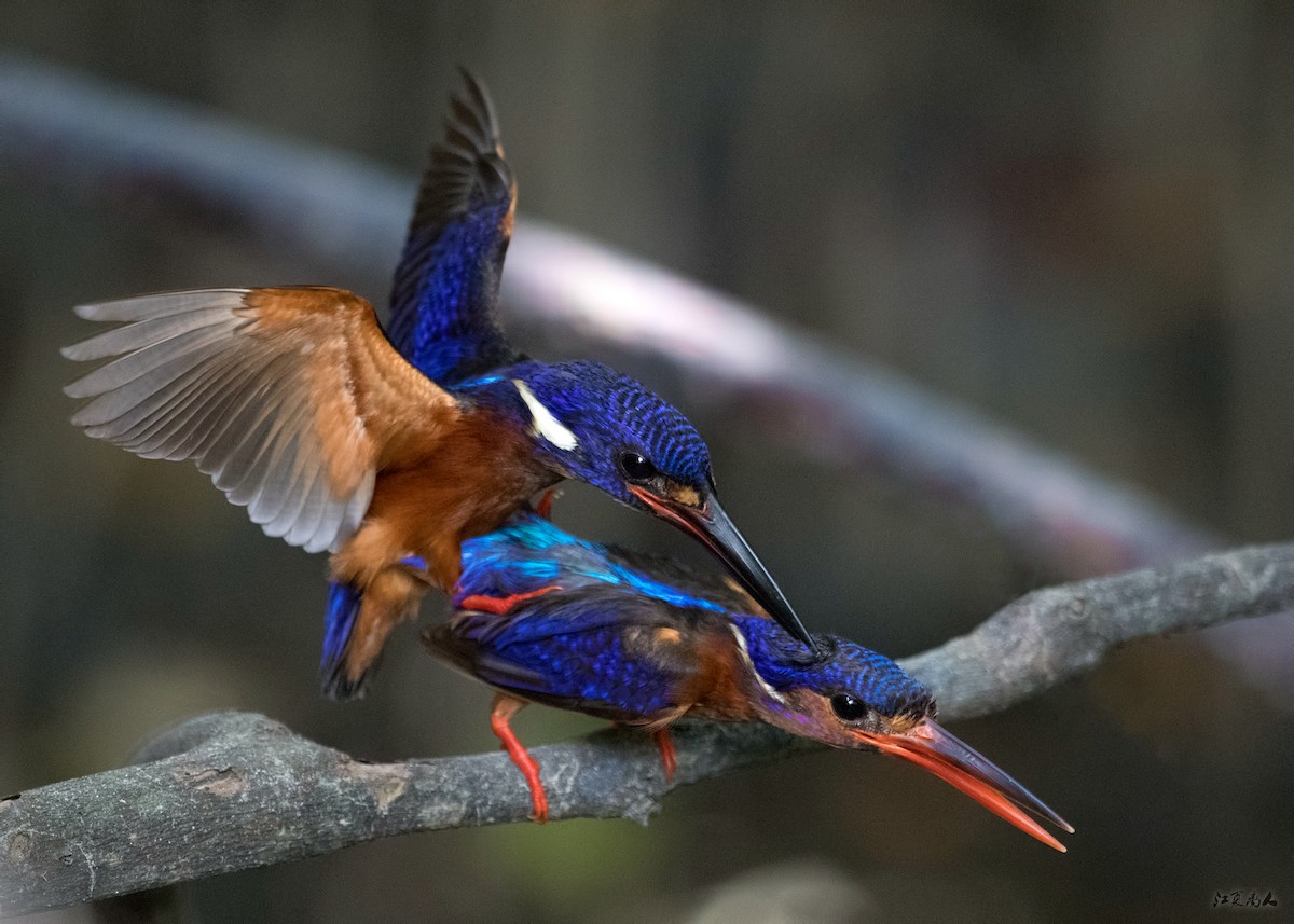 Blue-eared Kingfisher - ML137095781