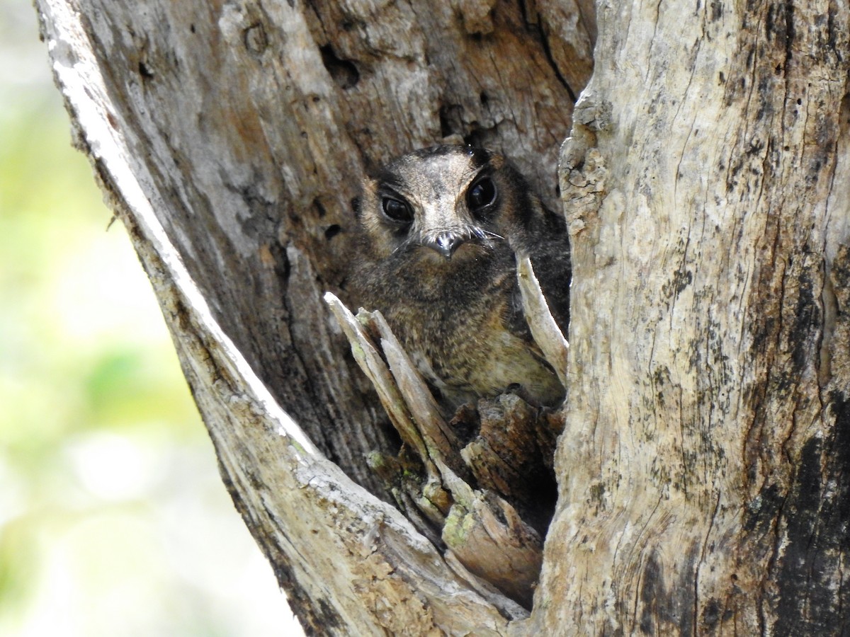 Australian Owlet-nightjar - ML137098691