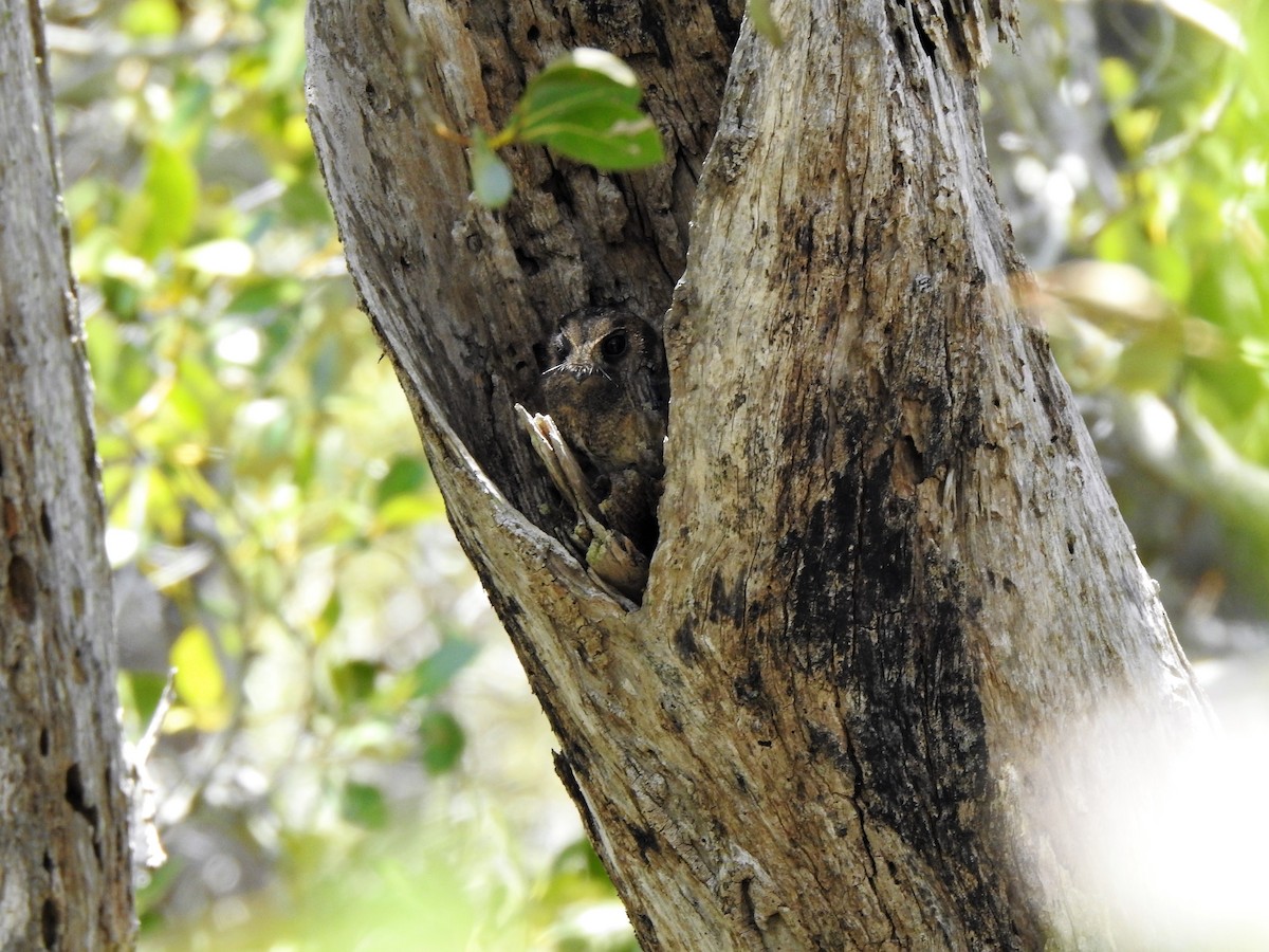 Australian Owlet-nightjar - ML137098701